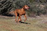 VIZSLA poil court 023